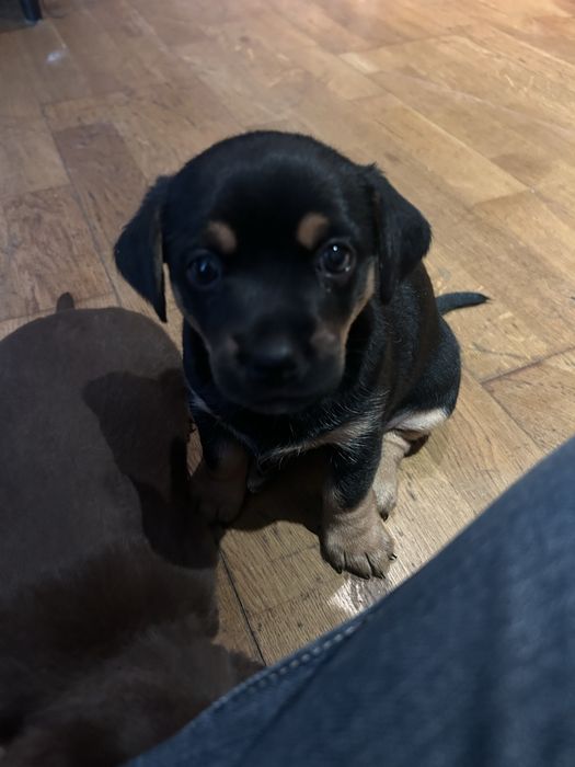 Oddam suczki w dobre ręce