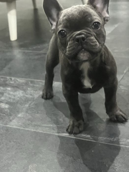 Piesek bulgog francuski szczeniak