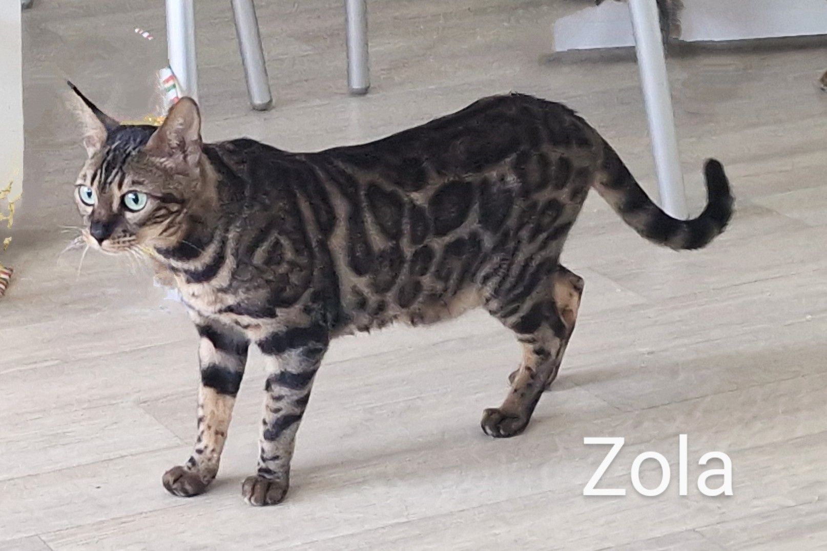 Kot bengalski - czarne słoneczko