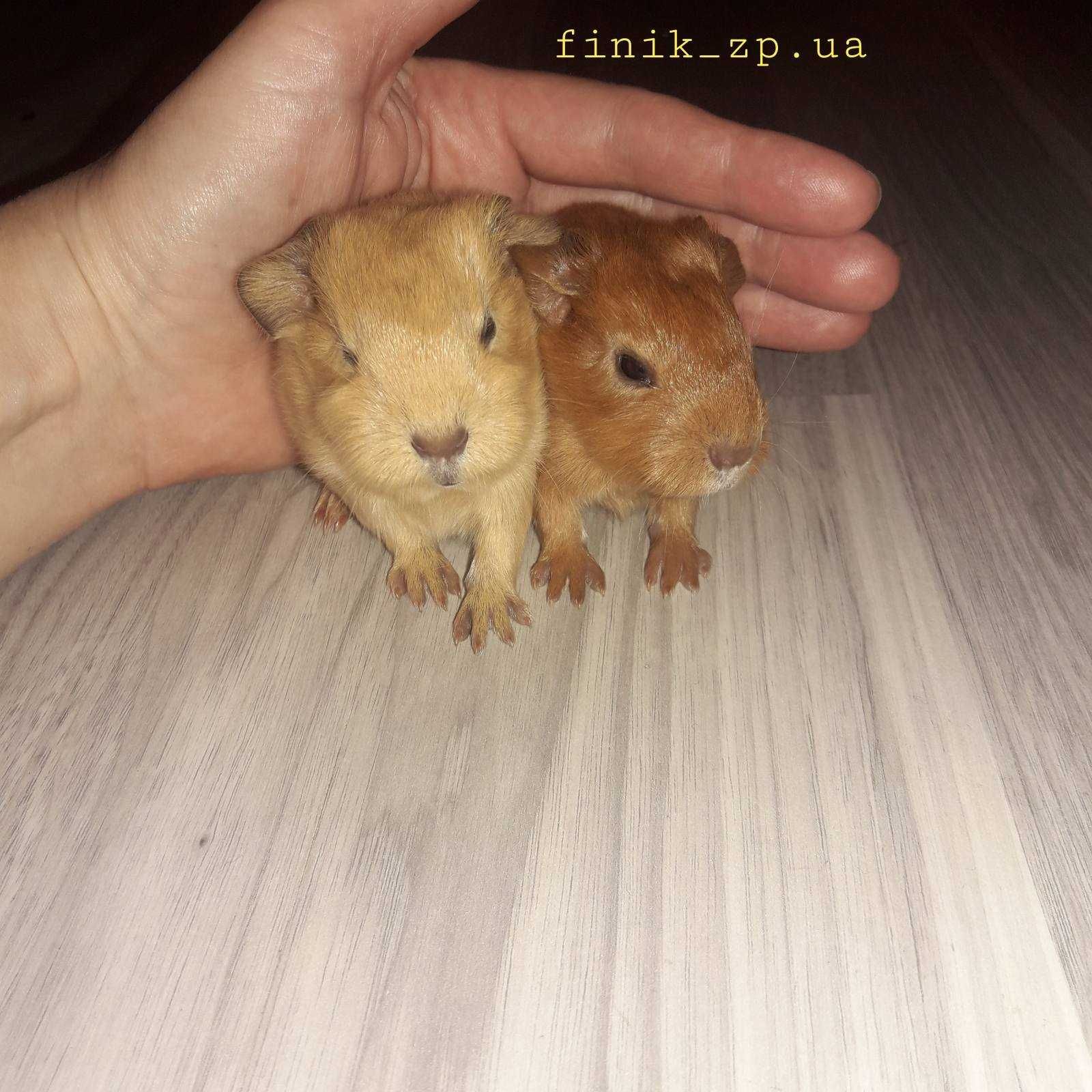 Морские свинки Английский Селф