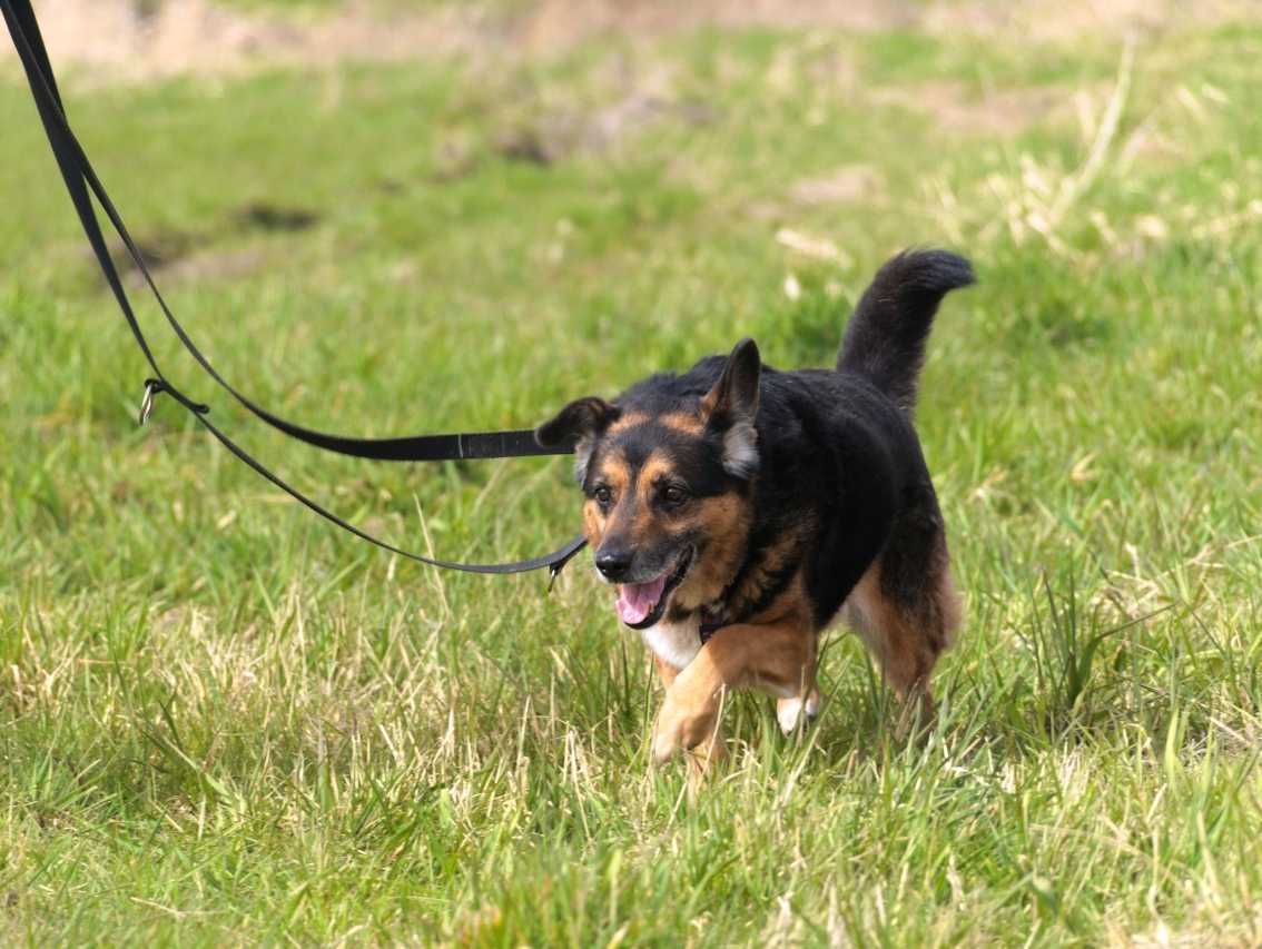 Barry psiak ciekawy świata do adopcji.