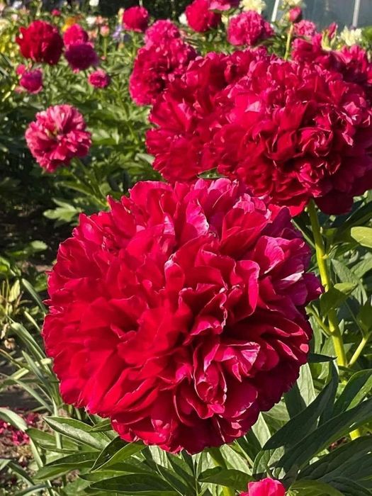 Пионы півонія Сара Бернард саженцы пионы піони саджанці сортові