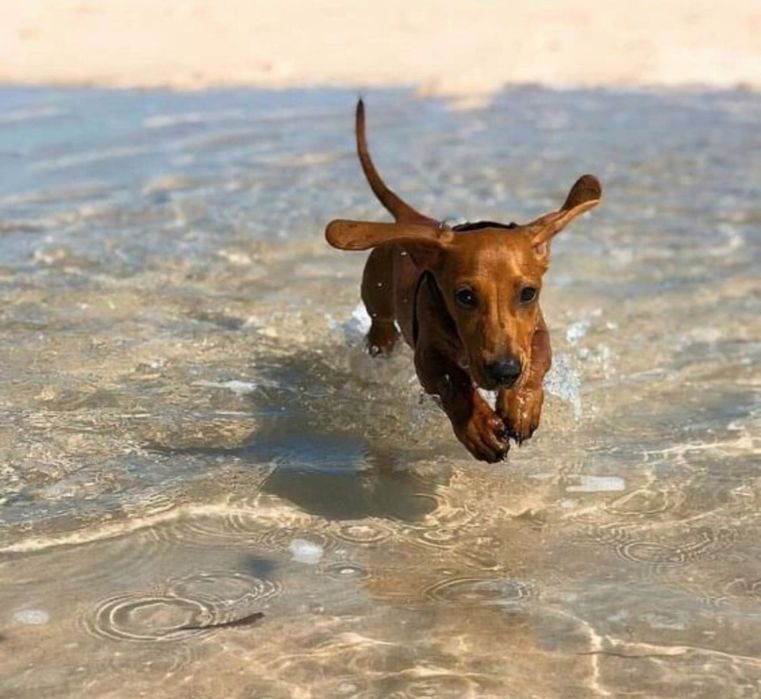 Чорні та руді таксята