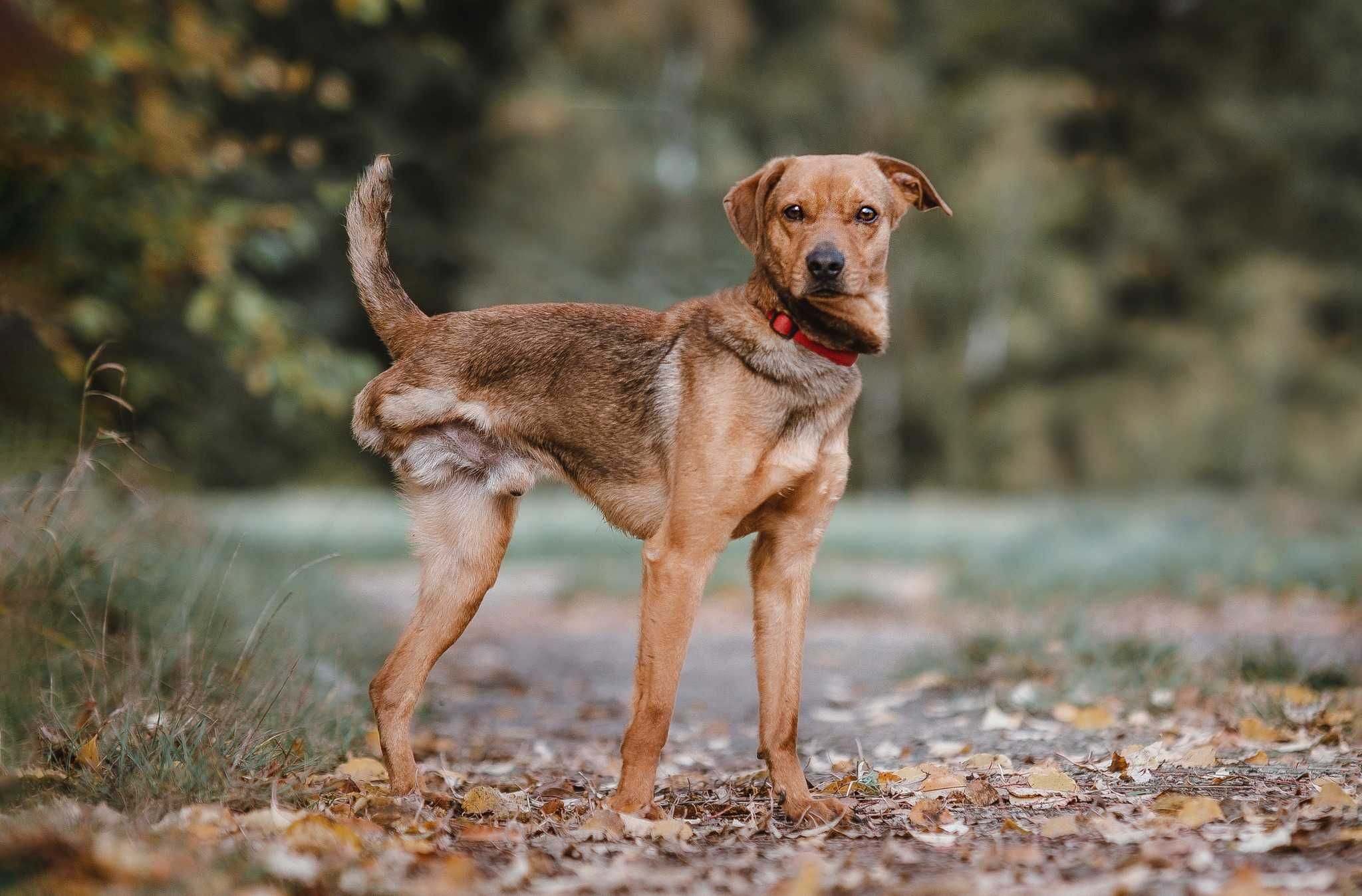 Poker - śliczny psiak do adopcji!