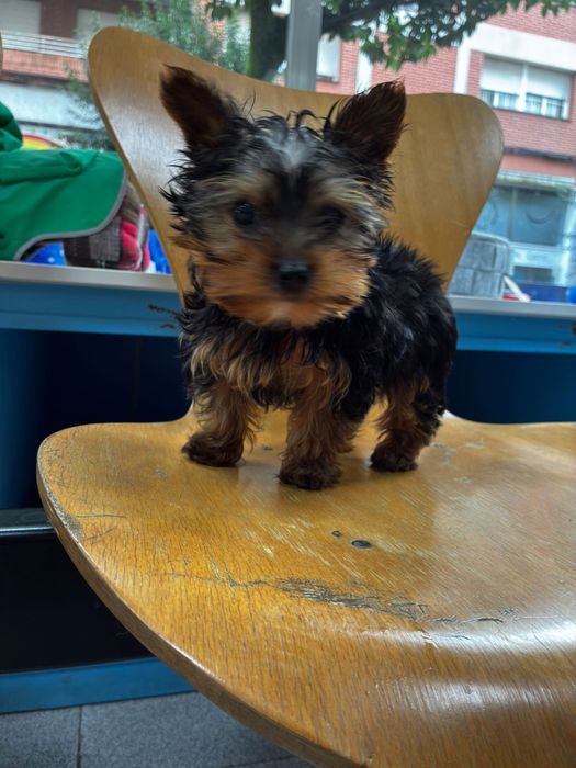 Yorkshire Terrier Toy mini