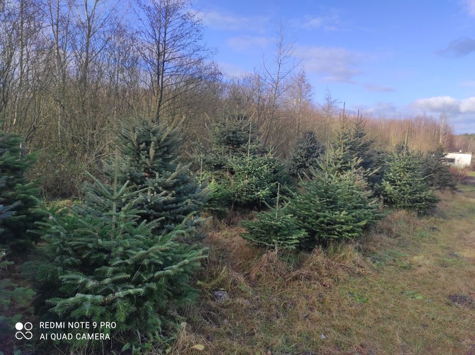 Choinki jodły i świerki złote