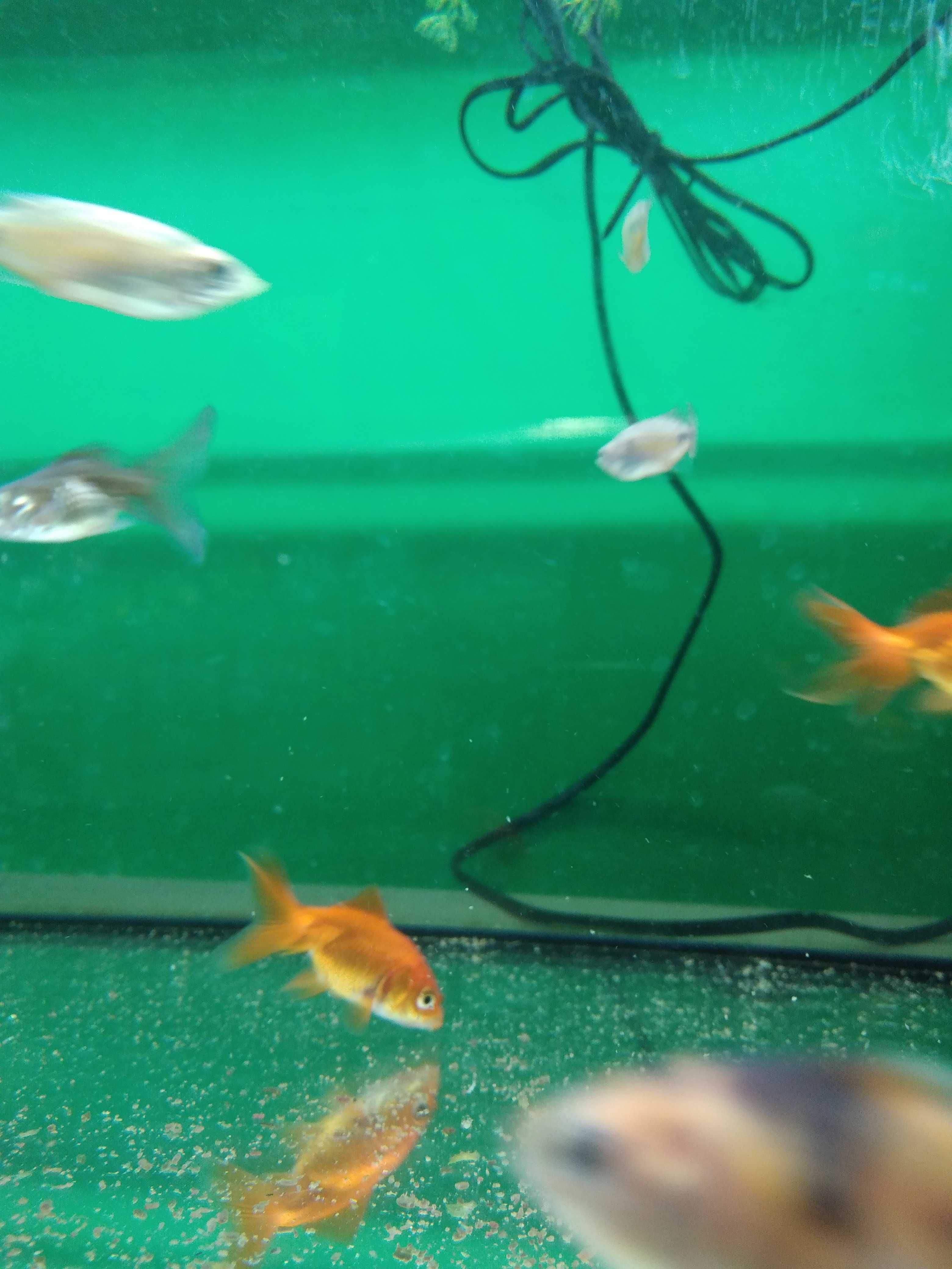 Welonka w Pawik.pl Sklep Zoologiczny w Strzyżówie