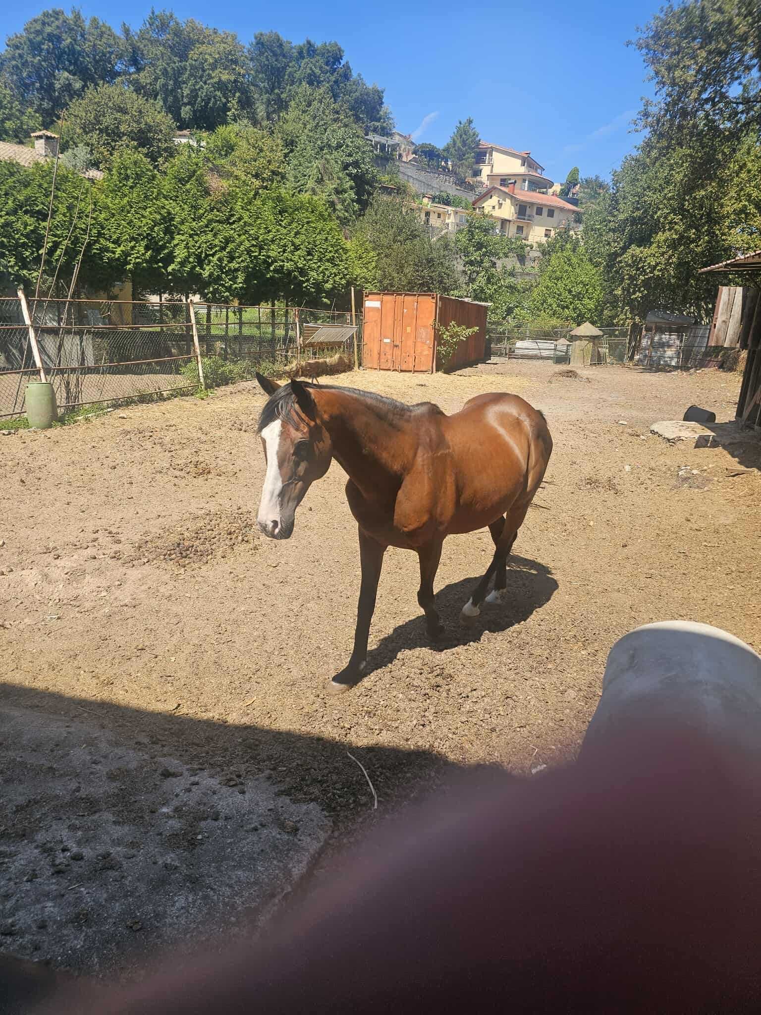 Cavalo puro sangue inglês