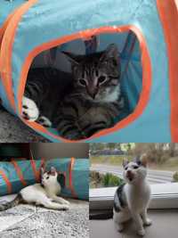 Skarpeta, Pazurek i Milek kochane kocięta kociak do adopcji!