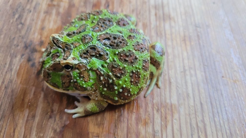 Żaba rogata OZDOBNA - Ceratophrys ORNATA