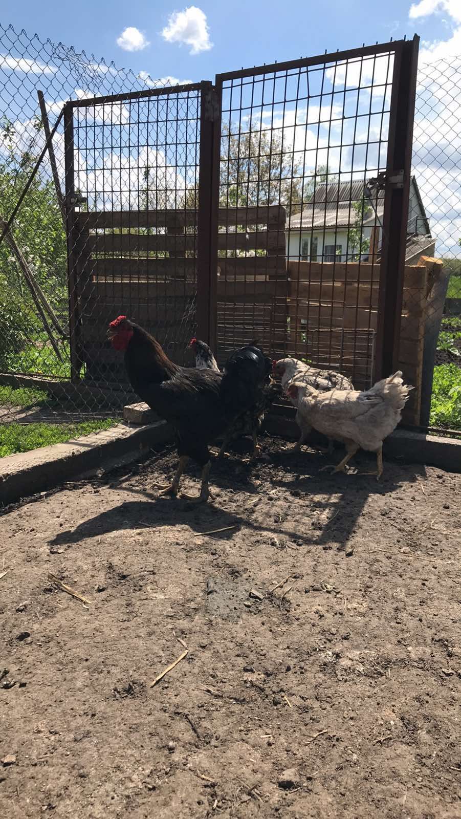 Продам куры или яйца, Юрловская голосистая