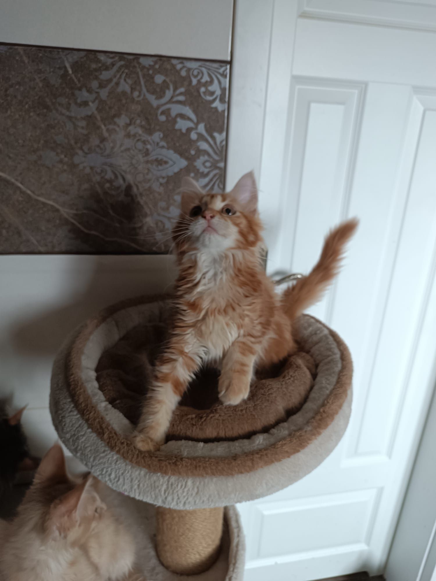 Maine coon FPL.Koteczka,,kot rasowy GOTOWA DO ODBIORU