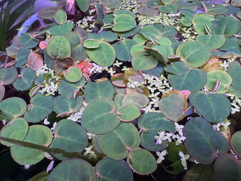 Plantas Flutuantes Red Root Floater – Porção Fresca a 5,00€