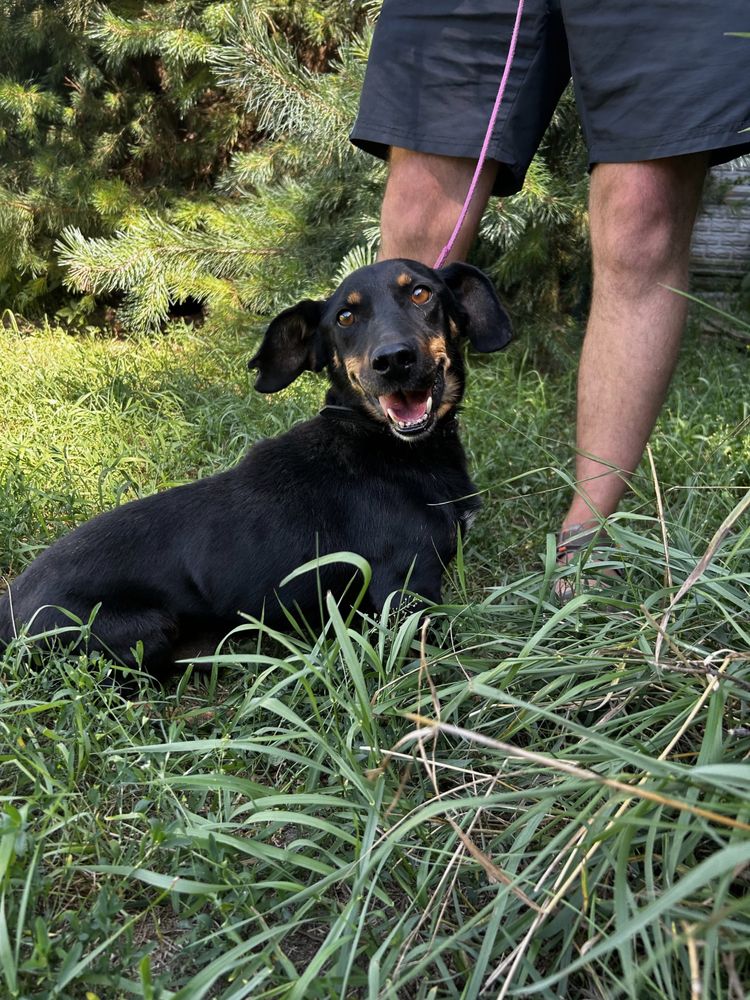Piesek do adopcji RAMBO