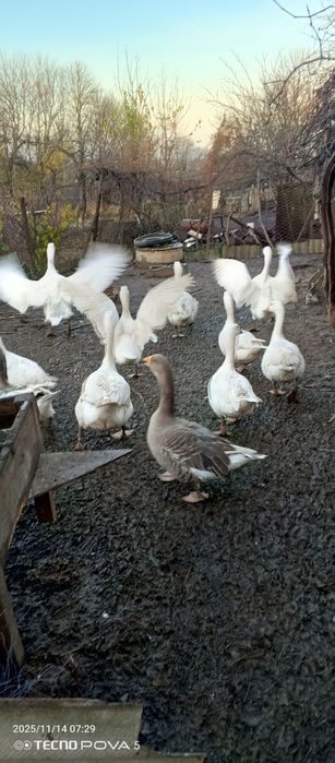 Гуси мамуты колмогоры