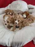 Maltipoo F1 piesek