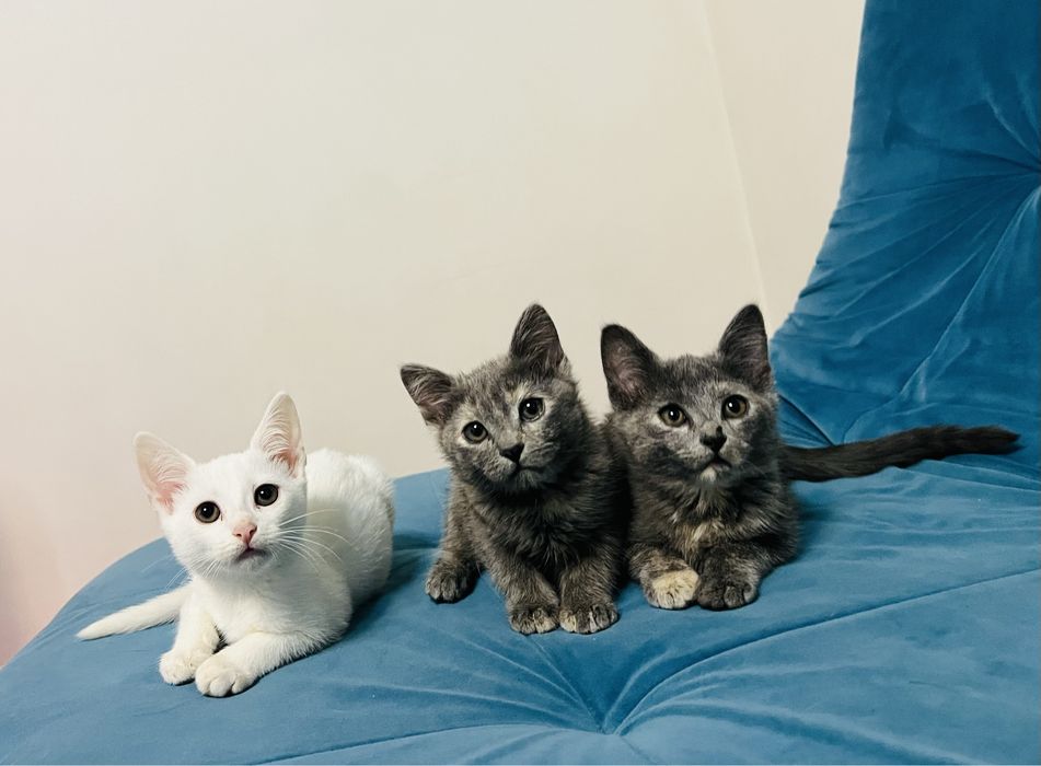 Віддам кошеня в добрі руки