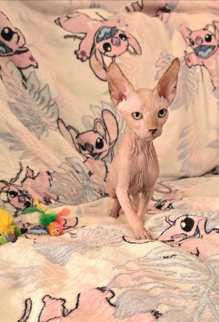 Gatinho Sphynx Macho