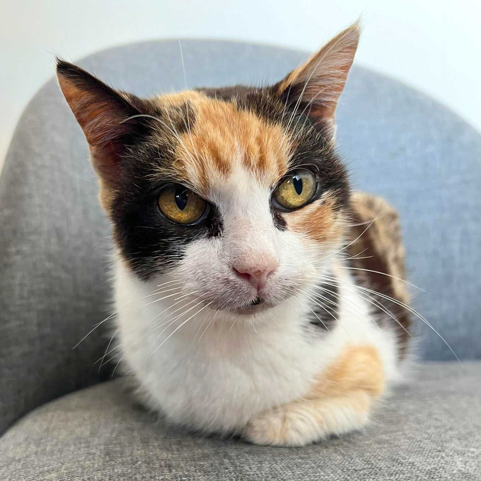 SETÚBAL/LISBOA e arredores — FITI, gatinha para adopção