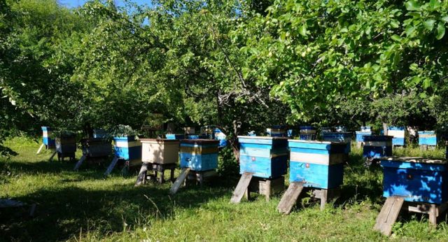 продам Пчелосемьи, пчелы (пчелиные семьи)