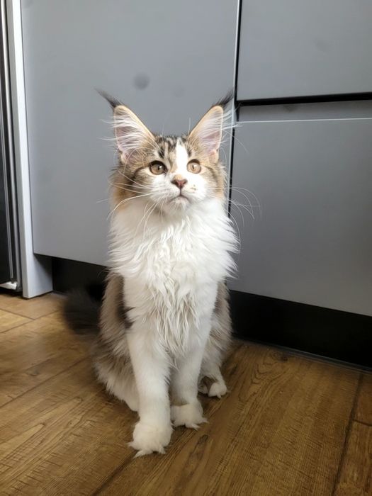 Kotka Euforia Bagheera Pl Maine Coon