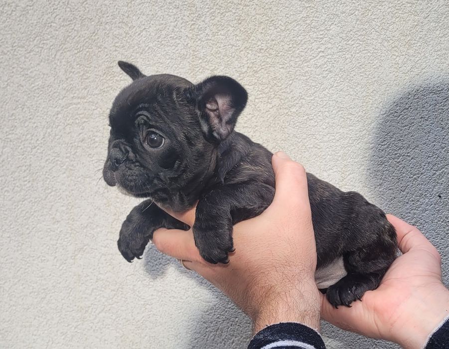 Bulldog francês macho