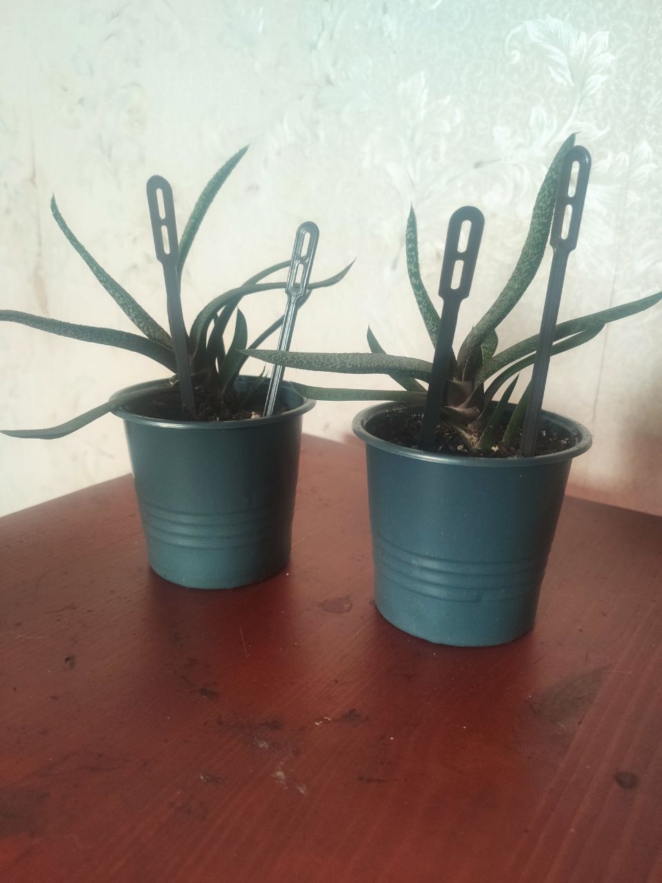 продам суккуленты