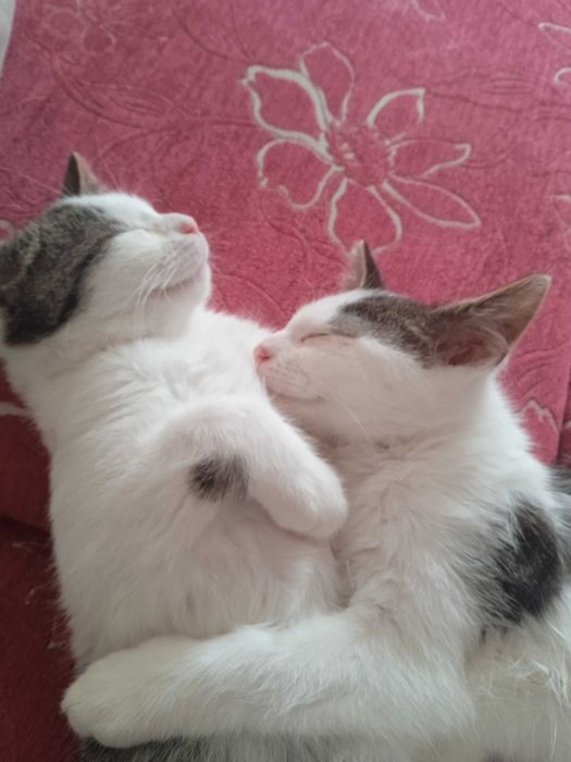 Oddam 2 lub 1 zdrowe roczne kotki. Szczepione, odrobaczone, kastrowane