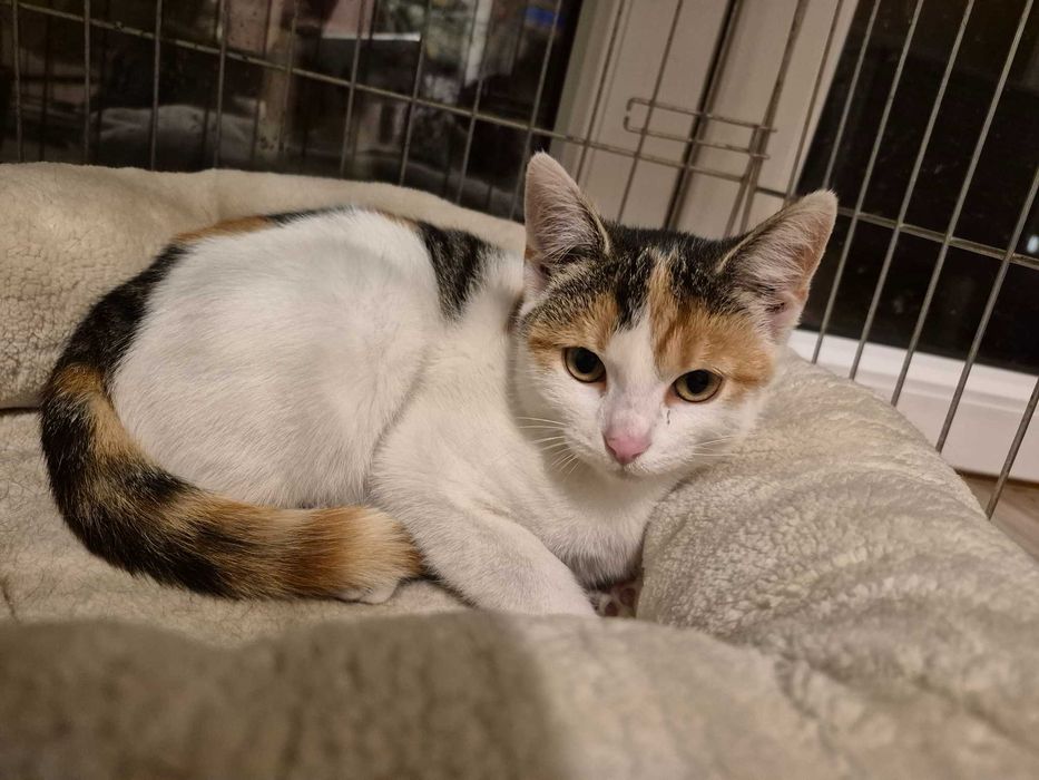 Jutrzenka czeka na dom