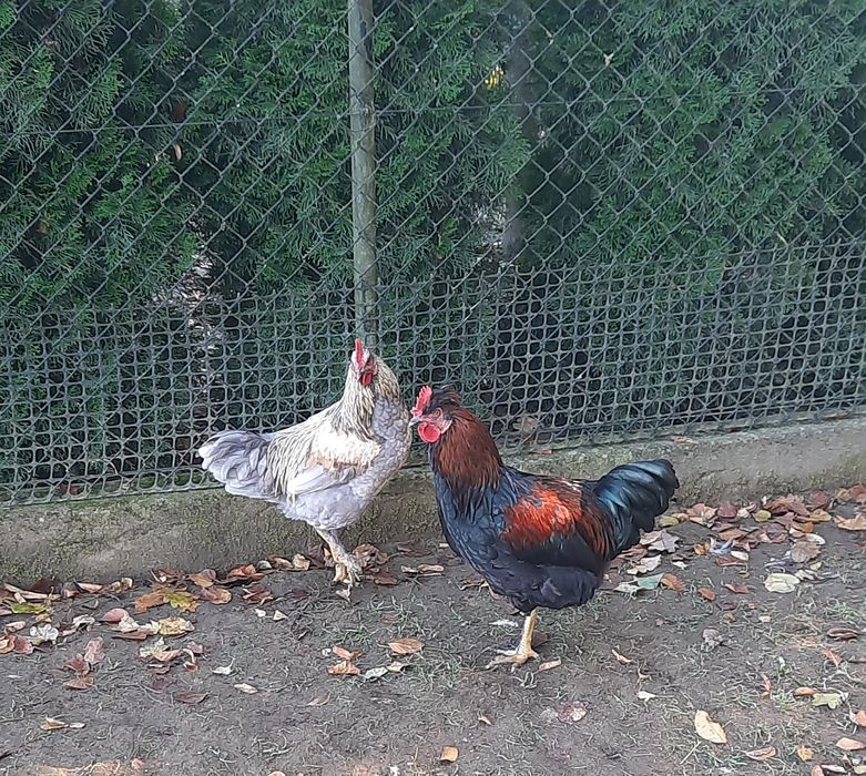 Koguty młode z własnego wylęgu