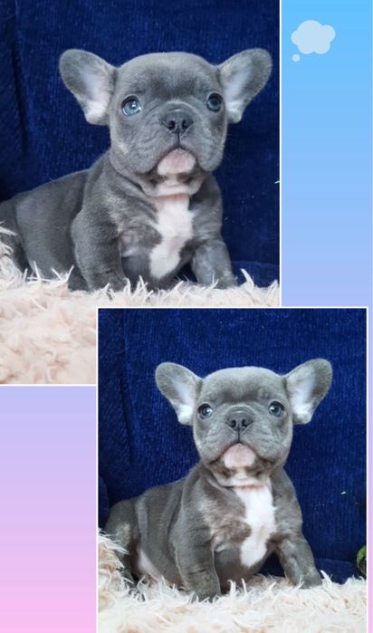 Голубой мальчик с голубыми глазами французики!