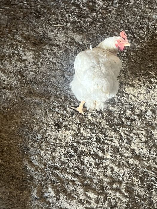 Galinhas brancas