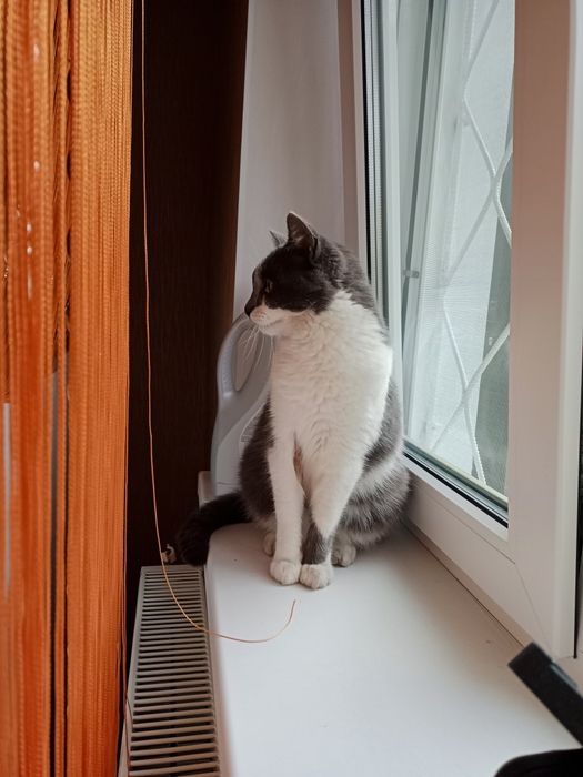 Стерильна кішечка в добрі руки