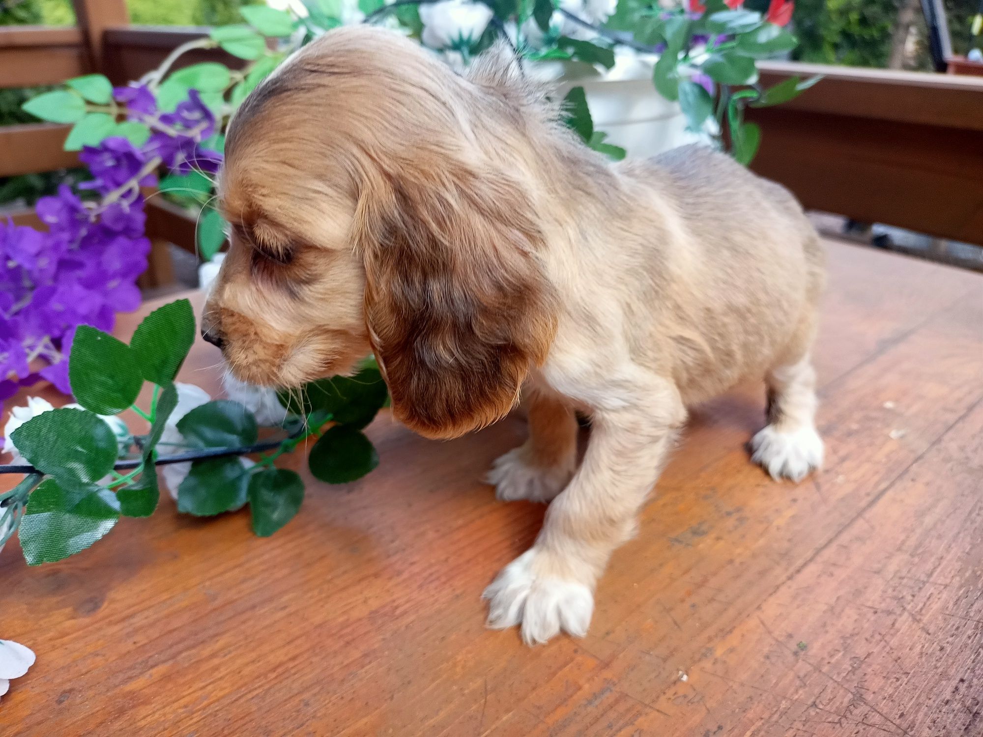 Cocker spaniel angielski Piesek