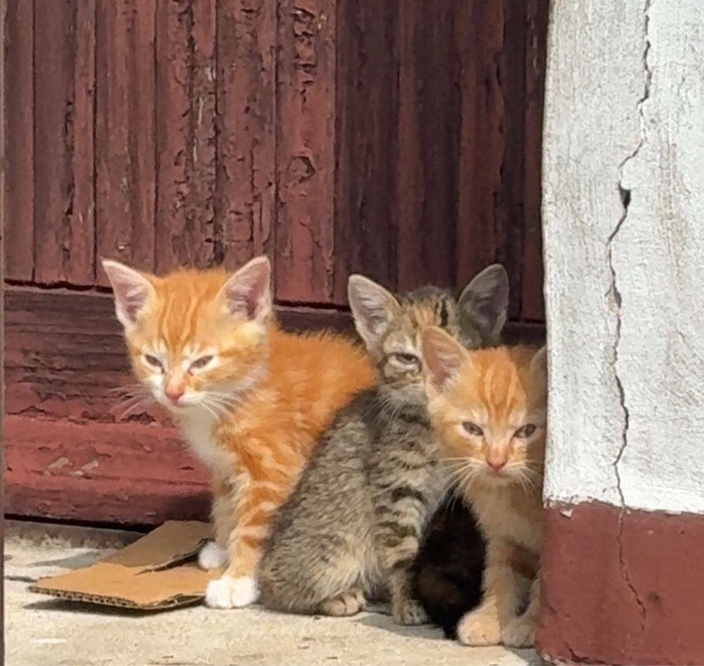 Malutkie Kotki do adopcji
