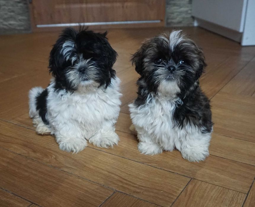 shih tzu cudny szczeniaczek
