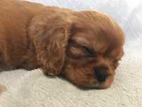 Cavalier King Charles Spaniel