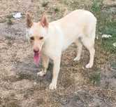 Oddam za darmo psa labrador z chaskim