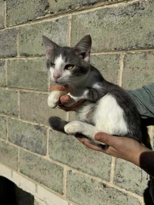 Kocie dziecko do pilnej adopcji