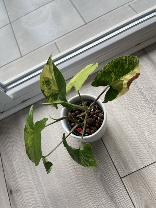 Syngonium Yellow Aurea Variegata cała roślina ukorzeniona rosnąca