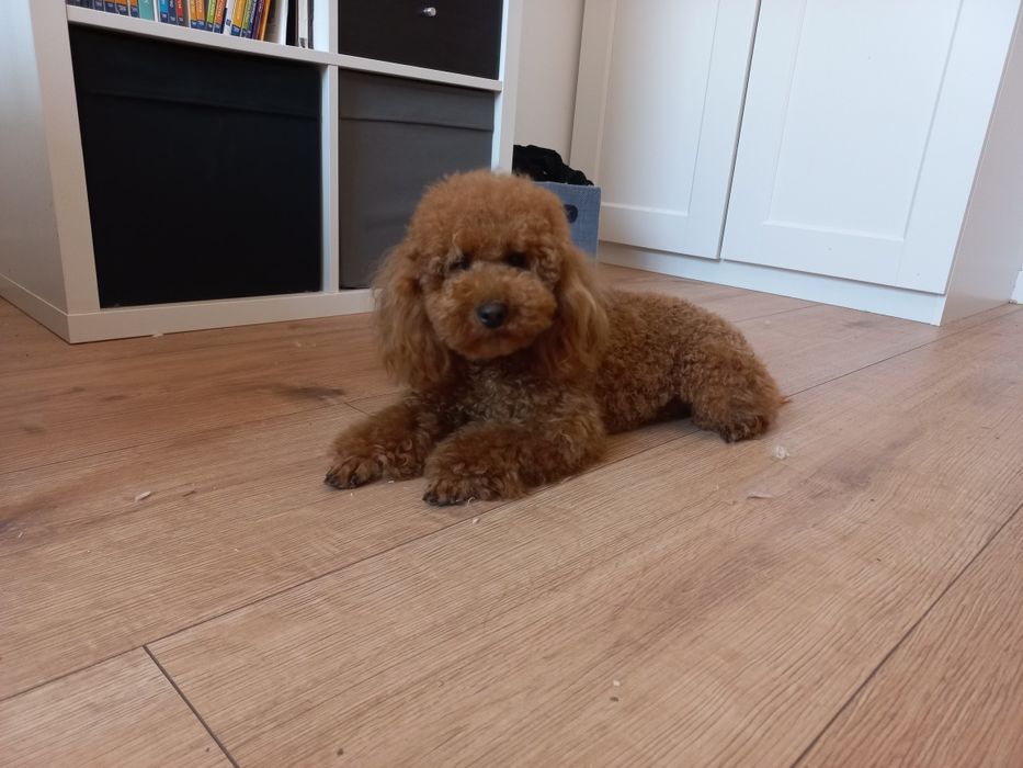 Pudel toy/ miniatura Red brown