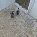 Parka call duck m