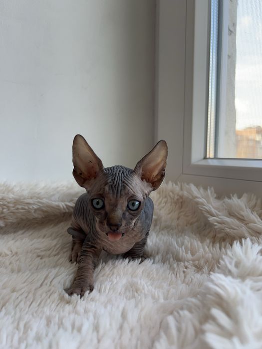 Канадський сфінкс кошеня/Канадский сфинкс котенок