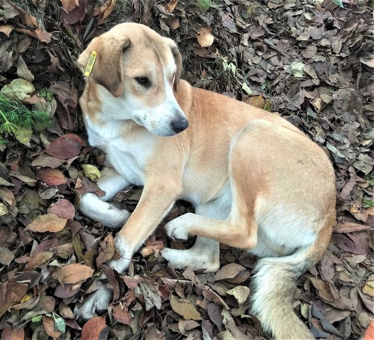 Стерилізована Емма шукає дім