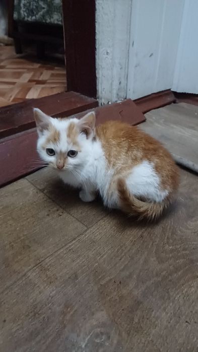 Віддам котенятко в добрі руки.