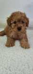 Maltipoo F1 chłopiec