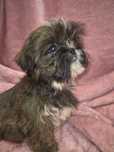 SHIH TZU śliczna suczka