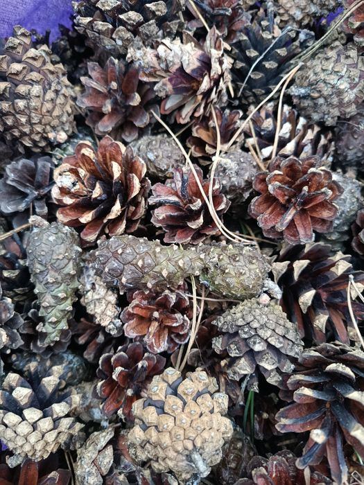 Шишки сосни, цьогорічні