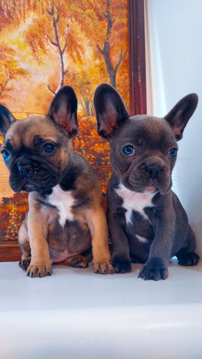 Цуценята французького бульдога