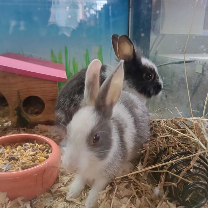 Królik, Króliczki Karzełek Baranek